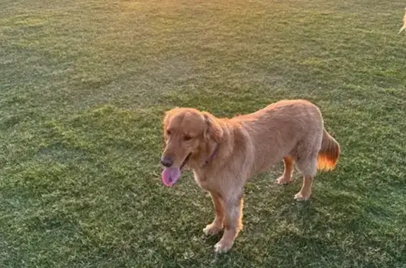 Missing dog Brian Head, photo: Lost Shy Golden Retriever in Brian Head