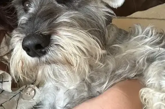 Lost Grey Schnauzer: Willow in Katy 2302