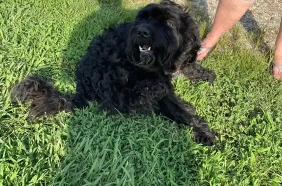Lost Dog: Sweet Boone Missing in Belews