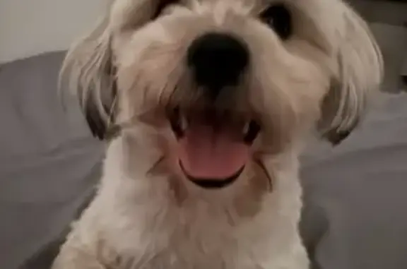 Lost pets , photo: Lost Maltipoo: Coco, White & Brown Streaks