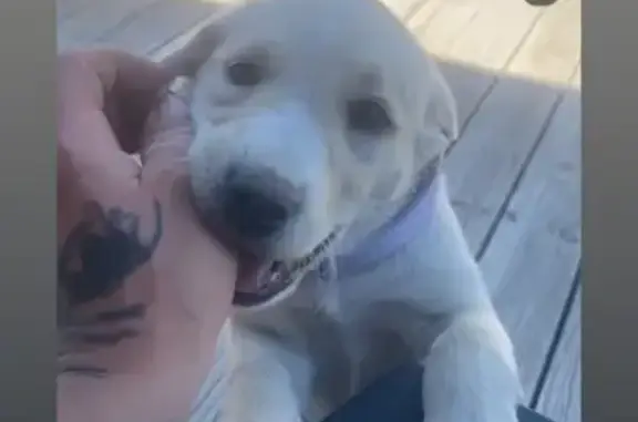 Missing dog Wendell, photo: Lost Purple Puppy on Wendell Street