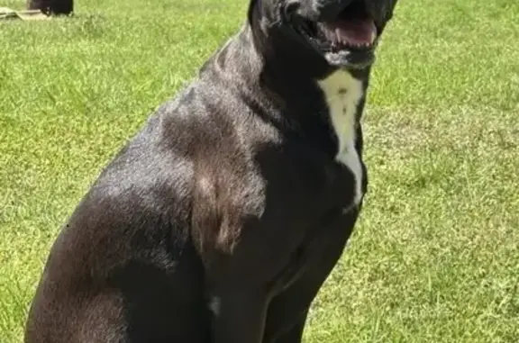 Lost Dog: Friendly Black Lab Mix in Ocala