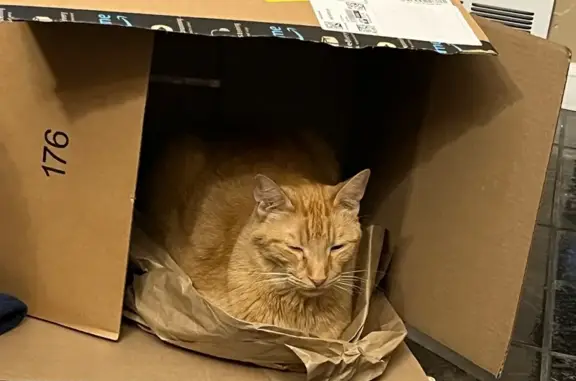 Lost and found pets Allen Park, photo: Lost Orange Tabby: Meyer Ave, Allen Park