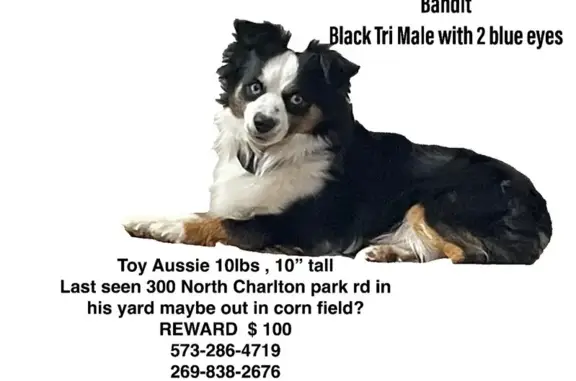Lost Toy Aussie: Blue-Eyed, 10 lbs, Hastings