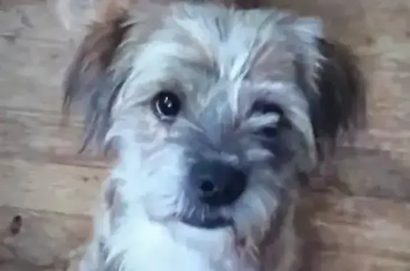 Lost Dog Alert: Queens, NY 11422