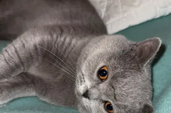 Lost Grey Kitten: Casa Bonita Drive