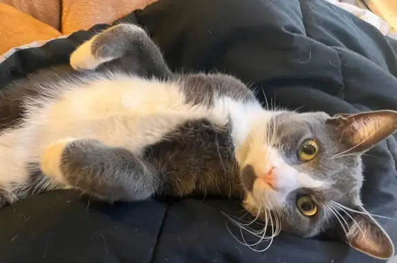 Lost Cat Pepe: Grey, White & Blue Collar