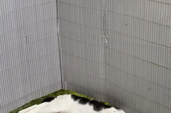 Chat perdu : noir/blanc, langue abîmée, Frouard - photo
