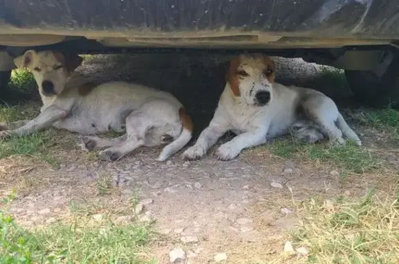 Chien trouvé , photo: Deux Jack Russel âgés trouvés à Saint-Laurent