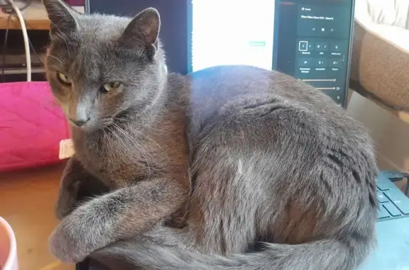 Animaux perdus , photo: Chatte grise perdue à Saint-Hilaire de Loulay