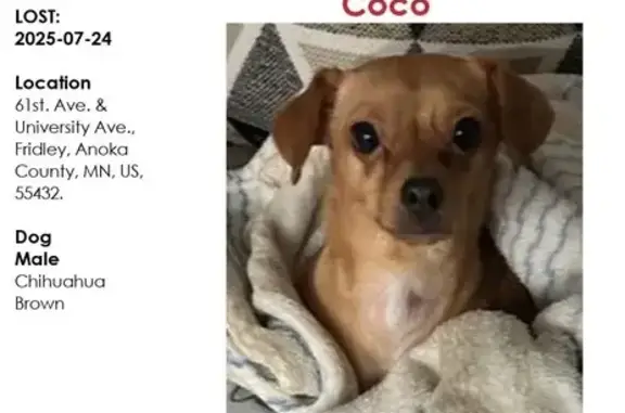 Lost Chihuahua: Shy, Light Brown, Fridley