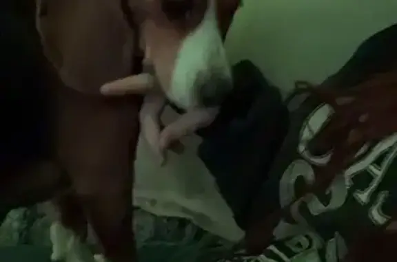 Lost Dog: Unique Sox & Striped Snout