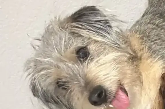 Lost Sociable Dog on East Fruit St.
