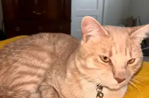Lost Cream Cat: Friendly & Tiny - Nash Rd