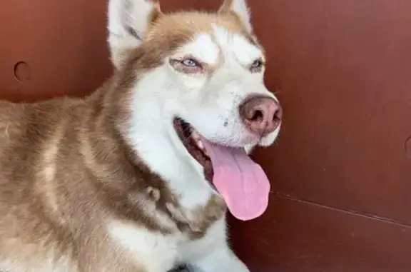 Perro Rojizo con Ojos Azules en Naucalpan