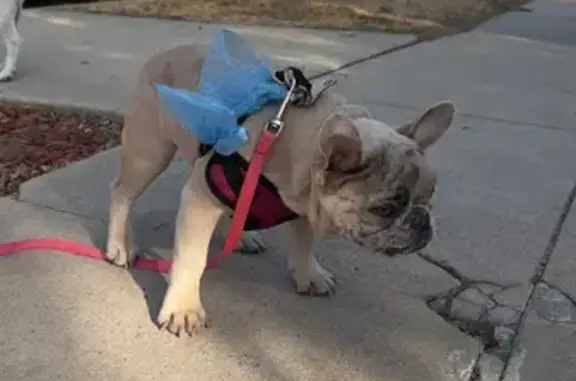 Lost Lilac Merle Dog in Los Angeles