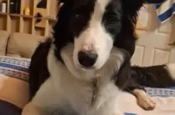 Perro Perdido: Borden Collie en Zapopan