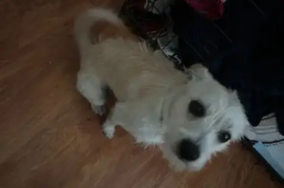 Found pets Hacienda Heights, photo: Found: Friendly Tan & White Terrier Mix