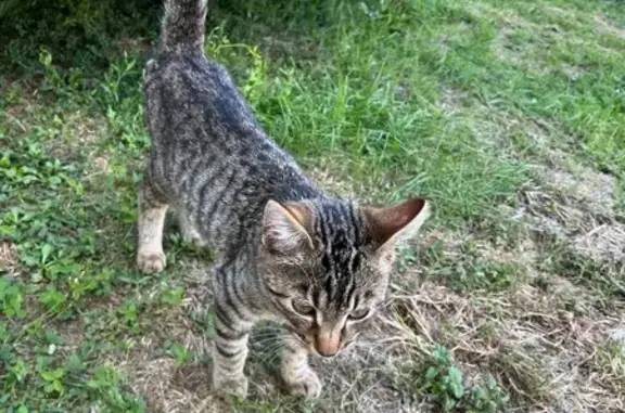 Animaux trouvés Amilly, photo: Chaton femelle trouvé rue des Sarradins