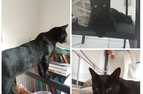 Animaux perdus Saint-Crépin-Ibouvillers, photo: Perdu : Chat Onyx, noir, moustaches blanches
