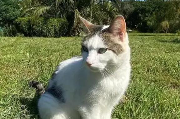 Chatte blanche/grise perdue à Plougastel - photo