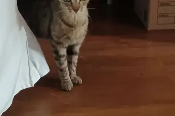 Chaton gris trouvé, sociable, rue Saint-Gelais - photo