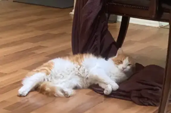 Lost Norwegian Forest Cat in Casselberry