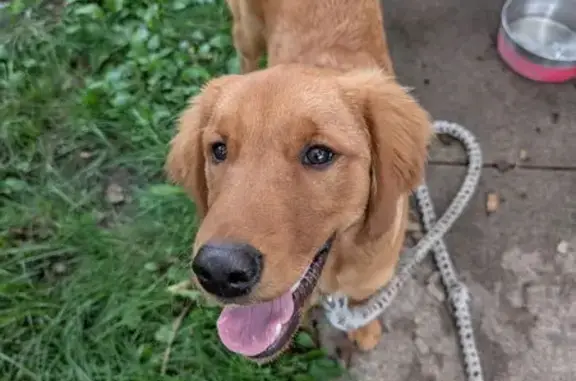Lost and found pets Minneapolis, photo: Found: Young Female Dog in Minneapolis