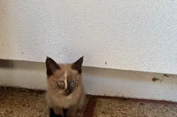 Chat trouvé Nesle, photo: Chat malade trouvé Rue du Faubourg St-Jacques