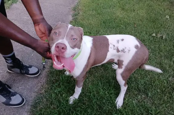 Found pets Independence, photo: Found Dog on North Wigwam Court, 537