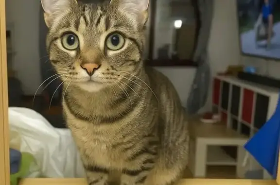 Gato Atigrado Perdido: Cariñoso y Asustado