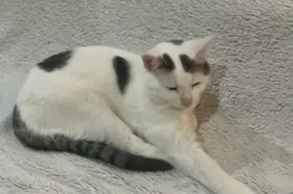 Animaux perdus Argentan, photo: Chat gris-blanc perdu à Argentan