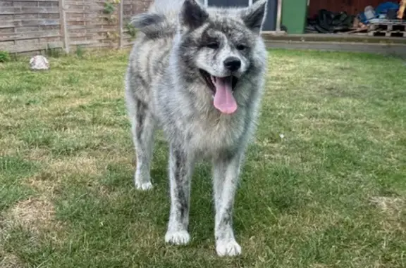 Chien perdu Douvrin, photo : Chienne Akita inu perdue à Douvrin