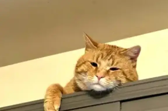 Lost Cat: Pumpkin on Woodbine Drive
