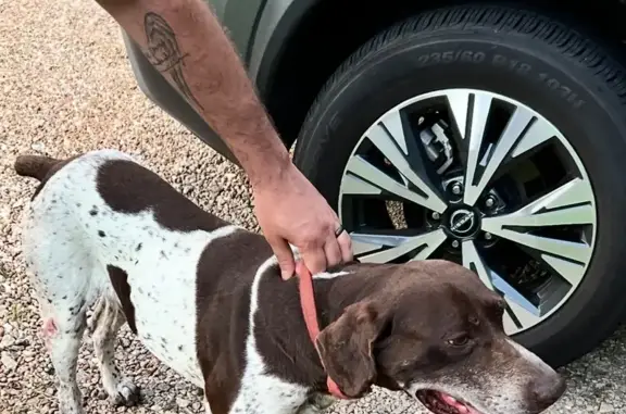 Found dog Douglasville, photo: Found: German Shorthaired Pointer in Douglasville