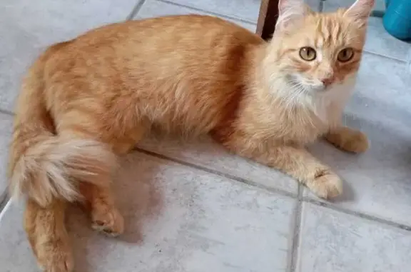 Chat perdu, Beaumes-de-Venise, photo: Chatte stérilisée perdue à Beaumes-de-Venise