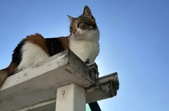 Chatte Calico perdue à Dinard - photo