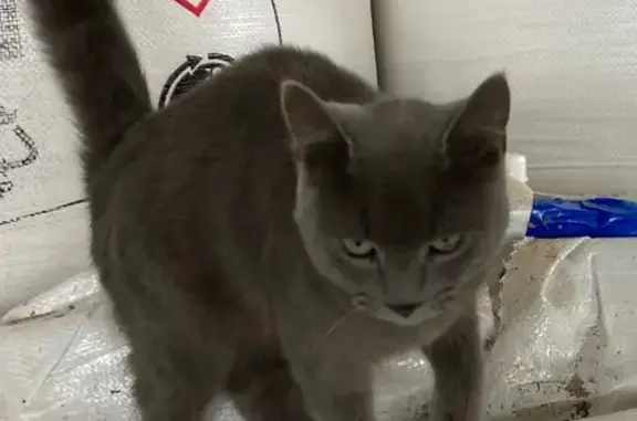 Chat perdu, Loudun, photo: Chatte grise perdue, Rue des Fauvettes