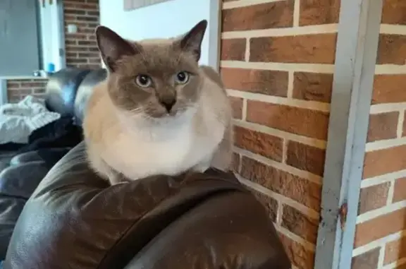 Chat perdu, , photo: Chat perdu : siamois, pattes blanches, Normandie