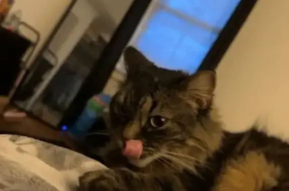 Lost Cat in Portland: Distinctive Features