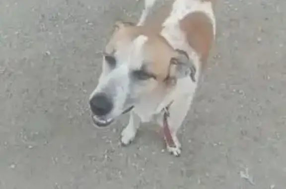 cachorro desaparecida