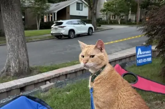 Lost Orange Tabby: Friendly & Collarless