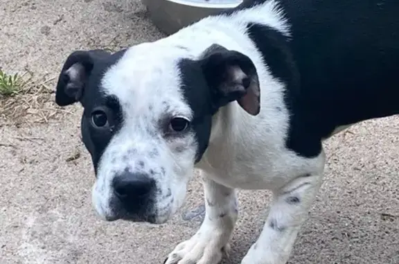 Lost Dog: Black/White, Blue Spots, Mt. Vernon