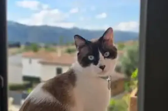 Animaux perdus Carros, photo: Chat Siamois perdu à Carros, collier bleu