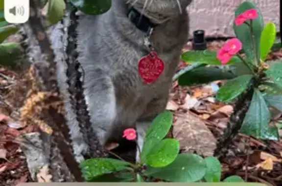 Lost Cat: Cali with Bright Green Eyes