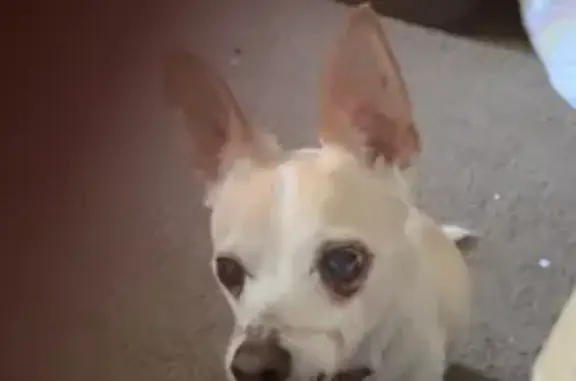 Lost and found pets Yuma, photo: Missing Cream Chihuahua Mix in Yuma