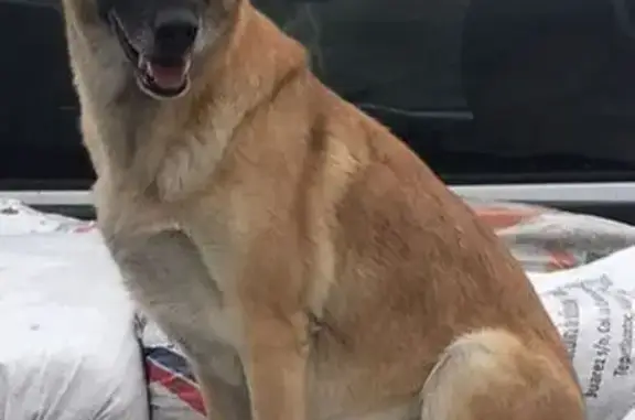 Perro perdido: Pastor Alemán Mix en Neza
