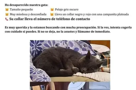 Se busca: Gato gris oscuro perdido en Roquetas