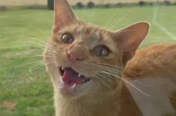 Chat trouvé Warhem, photo: Chat mâle affectueux trouvé à Warhem