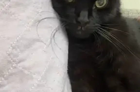 Lost Cat Styxx: Unique Markings, Columbus